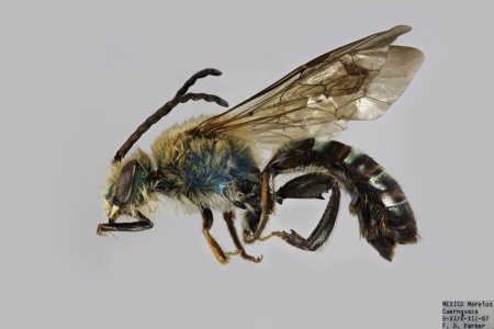 [Dinagapostemon mexicanus male (lateral/side view) thumbnail]